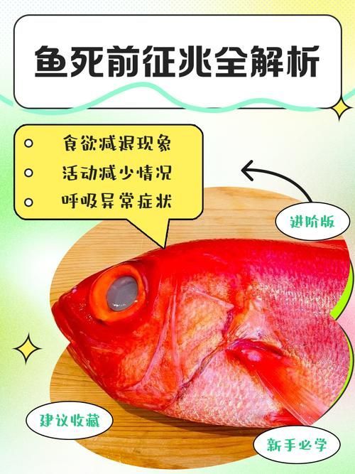 有沒有佛說魚安葬的圖片示例，佛教八吉祥中“雙魚”象征意義的圖文指南
