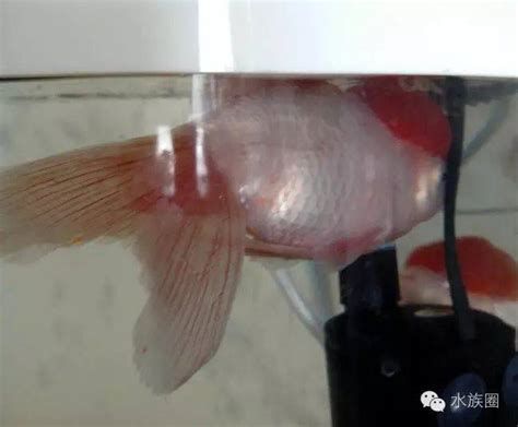 金魚魚鱗滲血，金魚鱗片滲血怎么辦