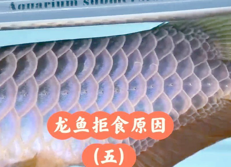 如何判斷魚是否食欲不振，如何判斷魚是否食欲不振，