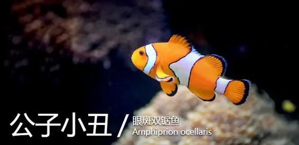 觀賞魚大全1000種，彩觀賞魚大全