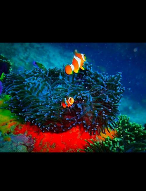 觀賞魚大全1000種，彩觀賞魚大全