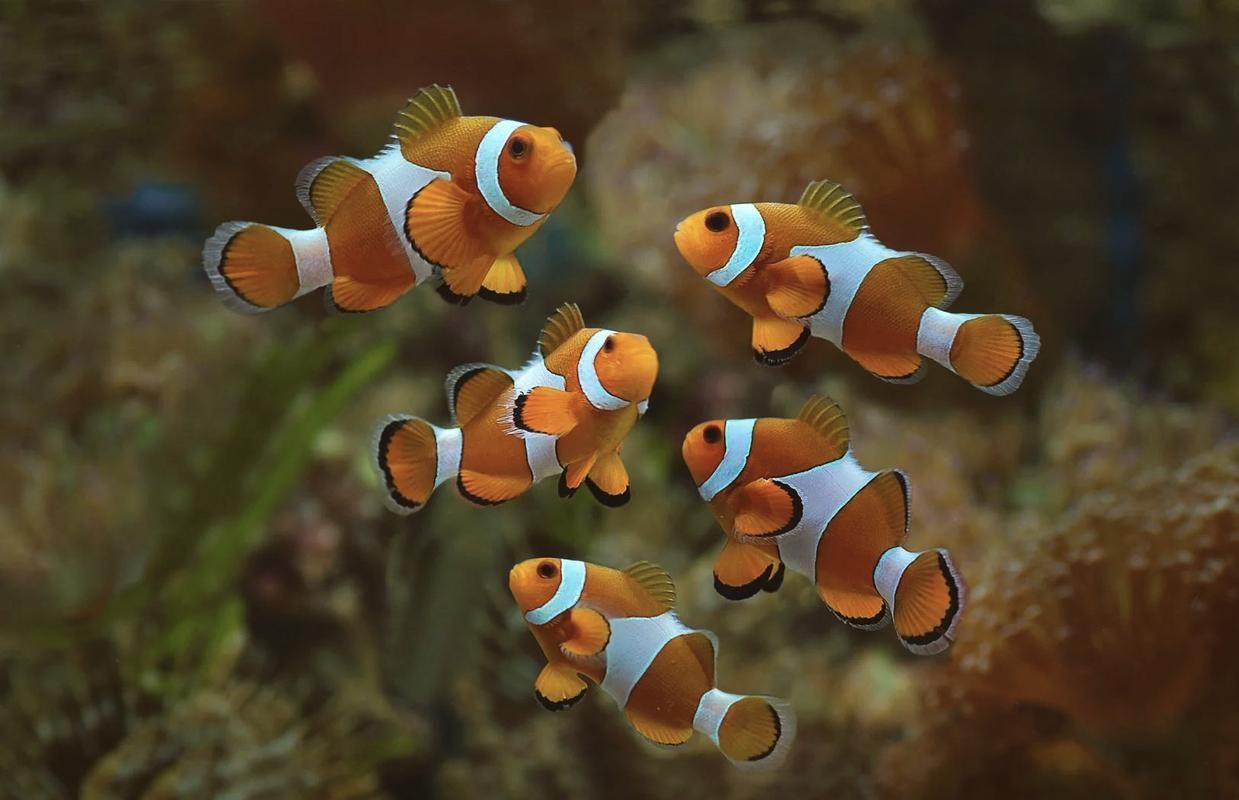觀賞魚大全1000種，彩觀賞魚大全