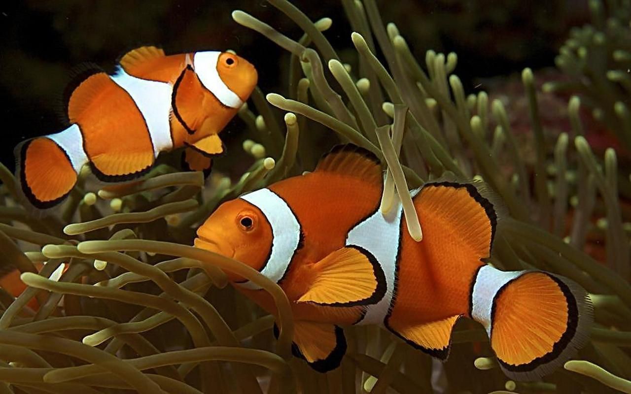 觀賞魚大全1000種，彩觀賞魚大全