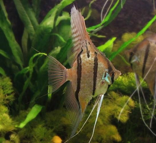 觀賞魚大全1000種，彩觀賞魚大全