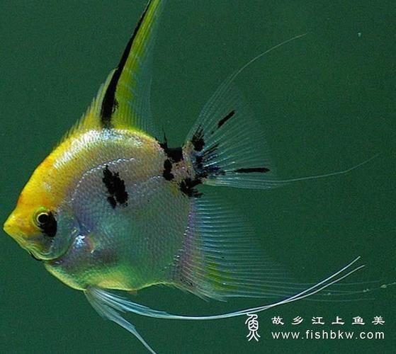 觀賞魚大全1000種，彩觀賞魚大全