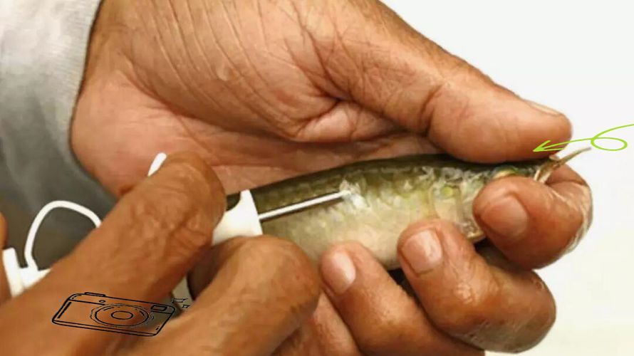 如何鑒別真假衡水龍魚？，如何鑒別真假衡水龍魚