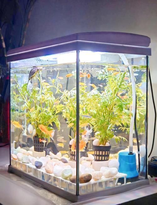 養魚需要哪些設備，養魚需要準備哪些設備？
