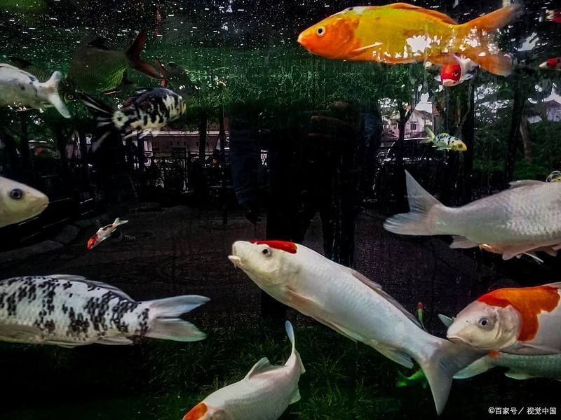 如何判斷魚蒙眼是由哪種病原引起的