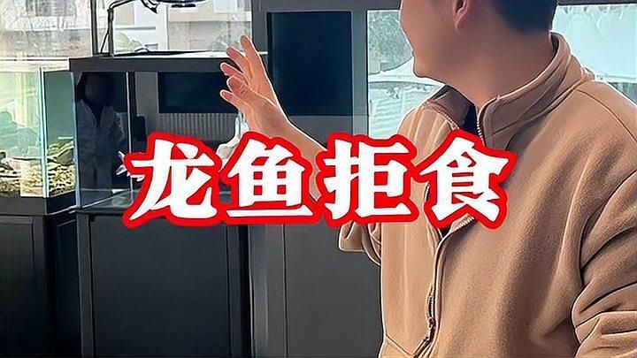 哪些食物對龍魚恢復(fù)有幫助？，如何判斷龍魚是否恢復(fù)健康