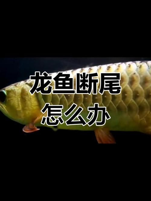 龍魚斷尾恢復期間需要做什么？，關于龍魚斷尾恢復期的護理