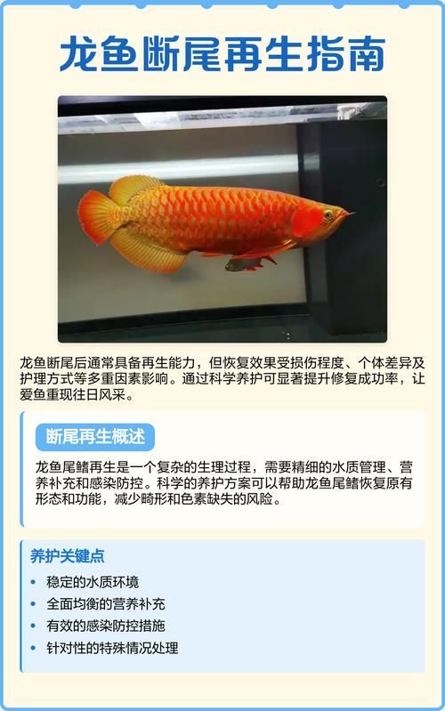 龍魚斷尾恢復期間需要做什么？，關于龍魚斷尾恢復期的護理