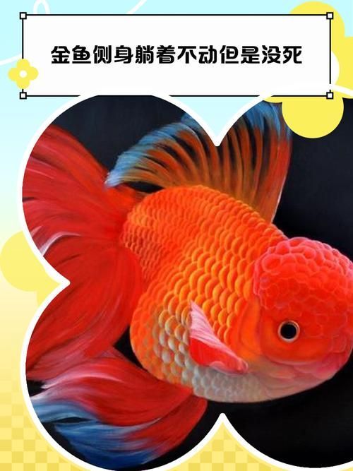 如何判斷魚是否趴缸，arxiv論文助手判斷魚是否趴缸是否趴缸是否趴缸
