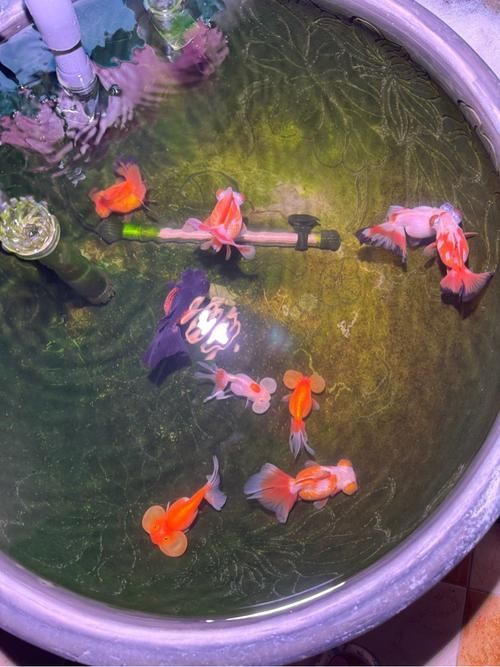 如何判斷魚是否趴缸，arxiv論文助手判斷魚是否趴缸是否趴缸是否趴缸
