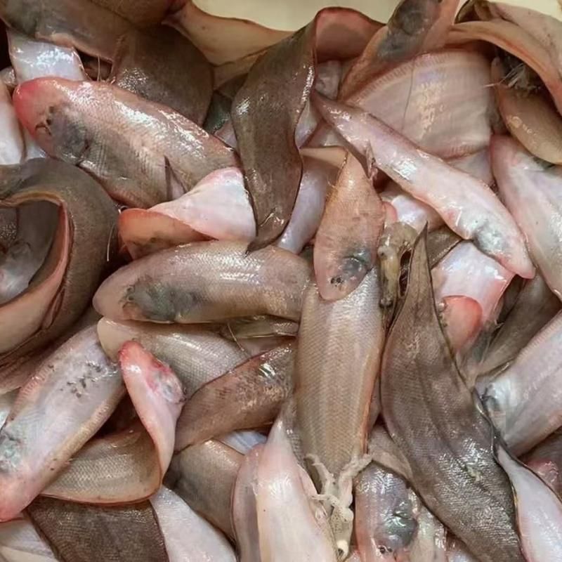 給我更多小龍魚的圖片，小龍魚品種對比表，幫你清晰區分金龍、紅龍、銀龍的外觀與飼養難度