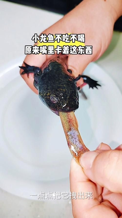 給我更多小龍魚的圖片，小龍魚品種對比表，幫你清晰區分金龍、紅龍、銀龍的外觀與飼養難度