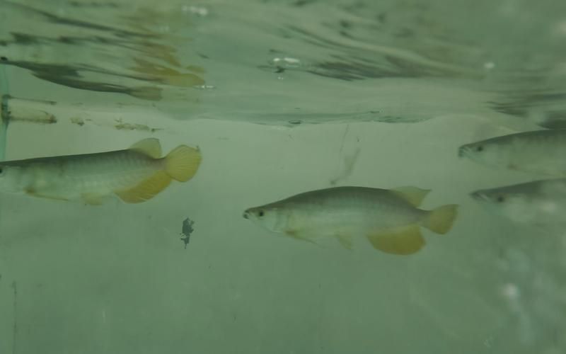 給我更多小龍魚的圖片，小龍魚品種對比表，幫你清晰區分金龍、紅龍、銀龍的外觀與飼養難度