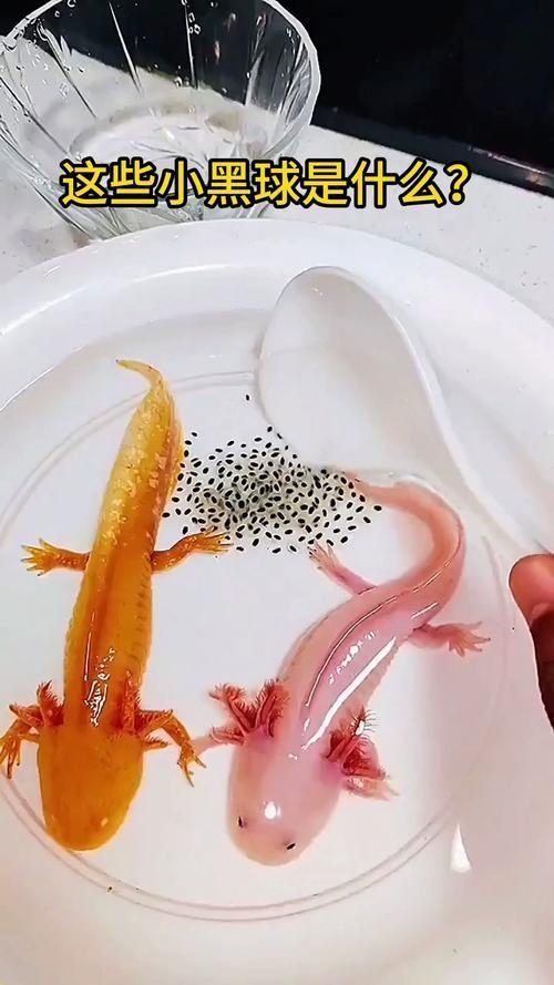 給我更多小龍魚的圖片，小龍魚品種對比表，幫你清晰區分金龍、紅龍、銀龍的外觀與飼養難度