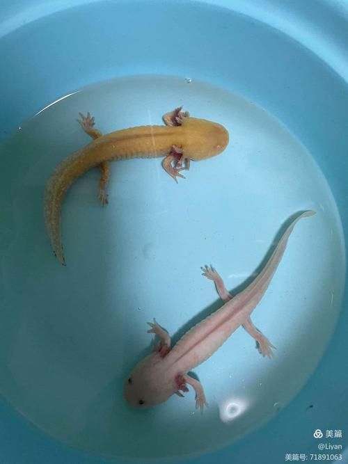 給我更多小龍魚的圖片，小龍魚品種對比表，幫你清晰區分金龍、紅龍、銀龍的外觀與飼養難度