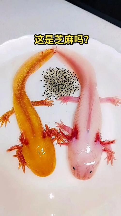 給我更多小龍魚的圖片，小龍魚品種對比表，幫你清晰區分金龍、紅龍、銀龍的外觀與飼養難度