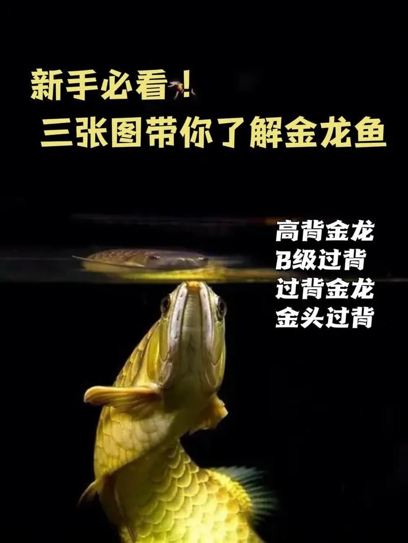 如何鑒別小金龍魚的品種，如何鑒別小金龍魚品種