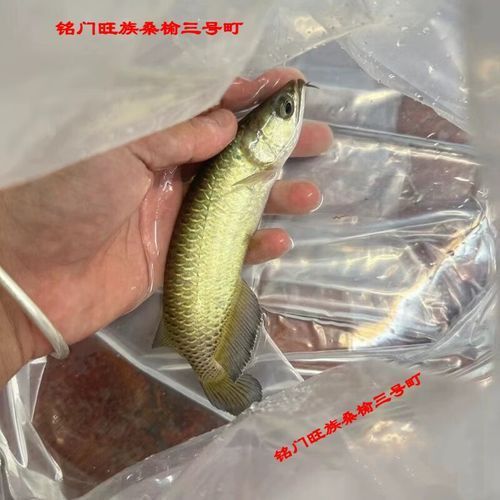 英德龍魚(yú)有哪些獨(dú)特品種？，英德龍魚(yú)品種及其獨(dú)特類型，紅龍魚(yú)品種及其獨(dú)特類型