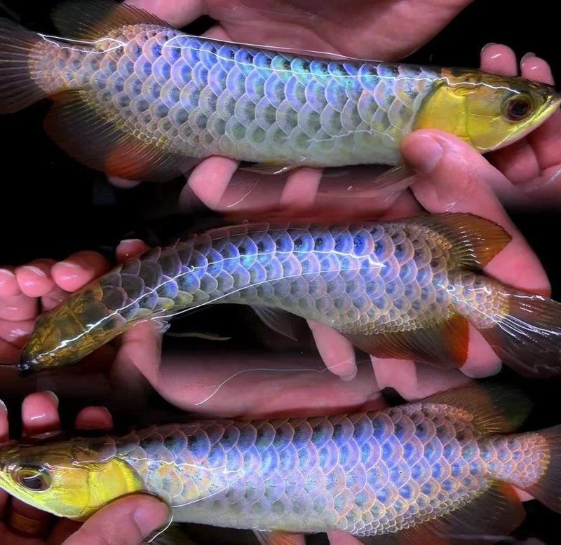 龍魚不能亂放家里，龍魚不能亂放家里，你知道嗎？