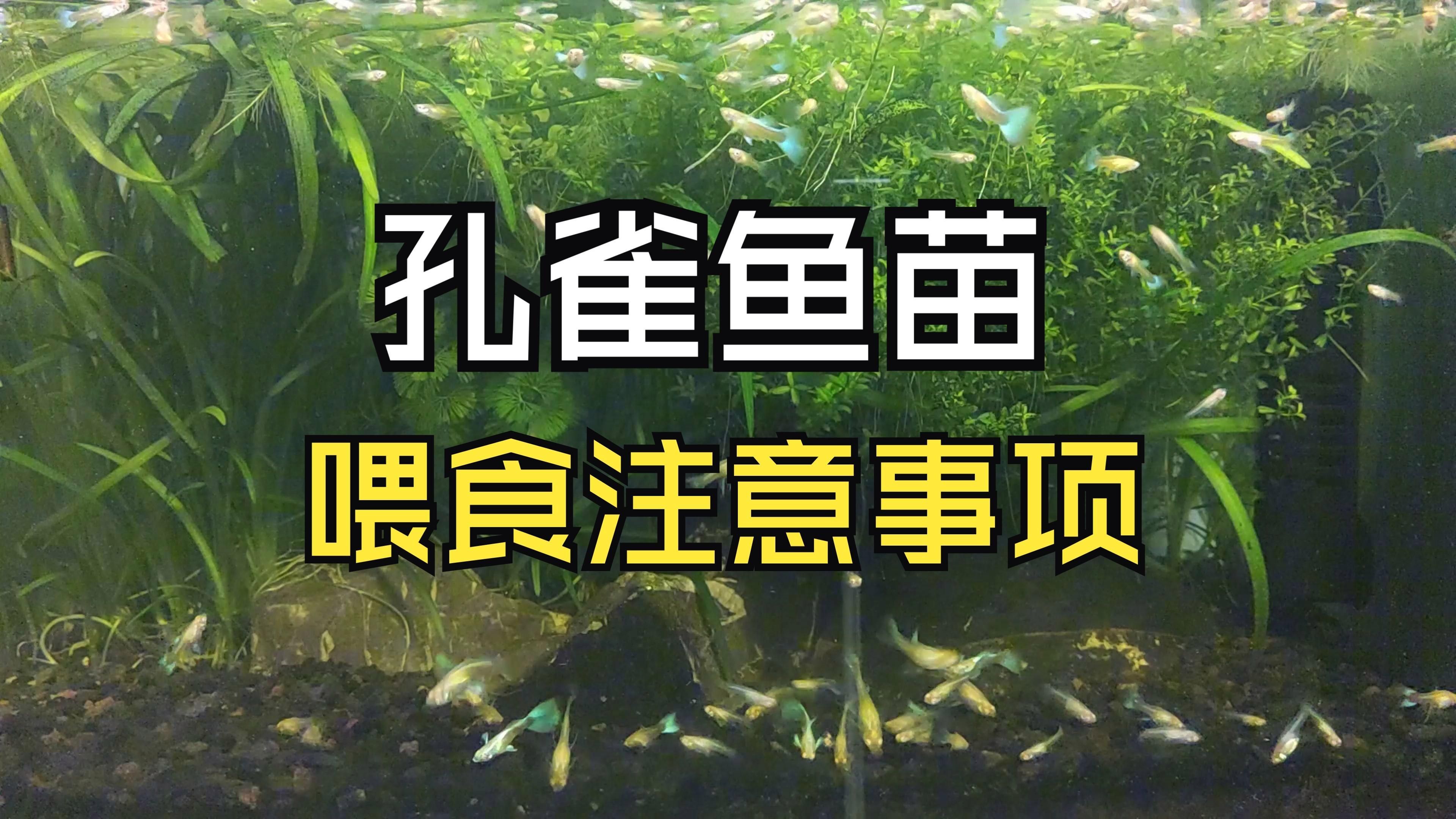 孔雀魚幼魚多久喂一次，孔雀魚幼魚一天喂多少合適孔雀魚幼魚一天喂多少合適