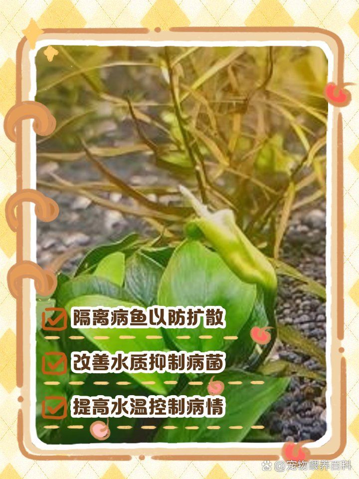 魚缸水霉病最佳消滅方法，魚缸水霉病怎么治最快