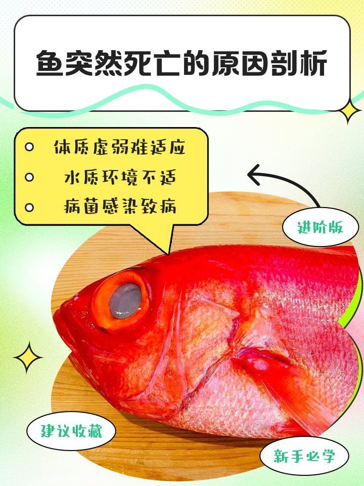 龍魚突然死亡，有哪些可能的原因，龍魚突然死亡的五大原因
