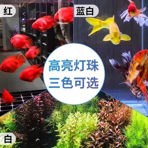 推薦幾款性價比高的龍魚專用燈，幾款高性價比的龍魚專用燈推薦