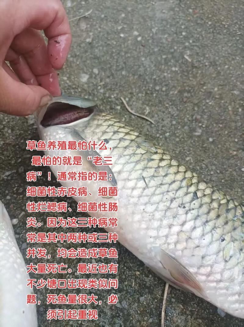 哪些藥物可以治療魚(yú)背發(fā)黑，蝴蝶鯉背部發(fā)黑是怎么回事