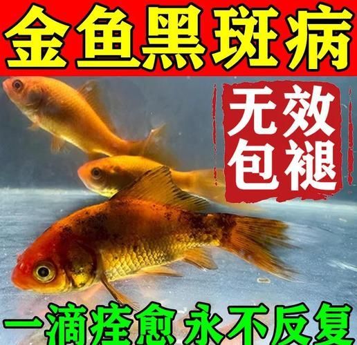 哪些藥物可以治療魚(yú)背發(fā)黑，蝴蝶鯉背部發(fā)黑是怎么回事