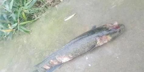 哪些藥物可以治療魚(yú)背發(fā)黑，蝴蝶鯉背部發(fā)黑是怎么回事