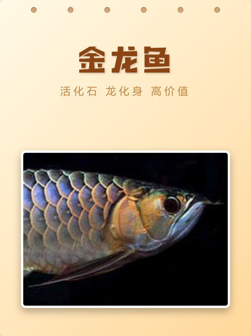 有哪些知名的龍魚品牌？，金龍魚的品牌介紹