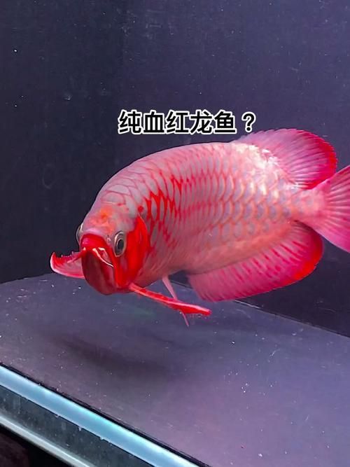紅龍純血有哪些品種，印尼純血紅龍純血紅龍不值錢早就爛大街了