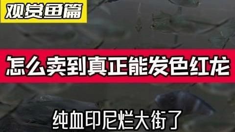 紅龍純血有哪些品種，印尼純血紅龍純血紅龍不值錢早就爛大街了