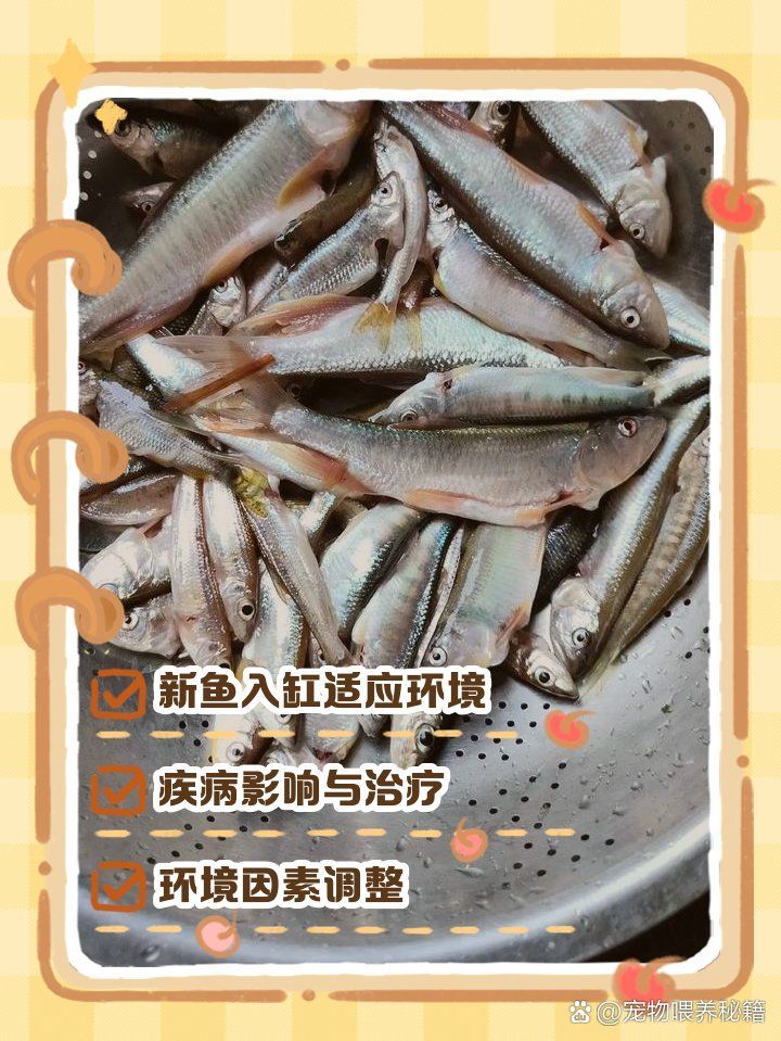魚兒趴缸底怎么回事，魚兒趴缸底不是小事，可能是它在“求救”