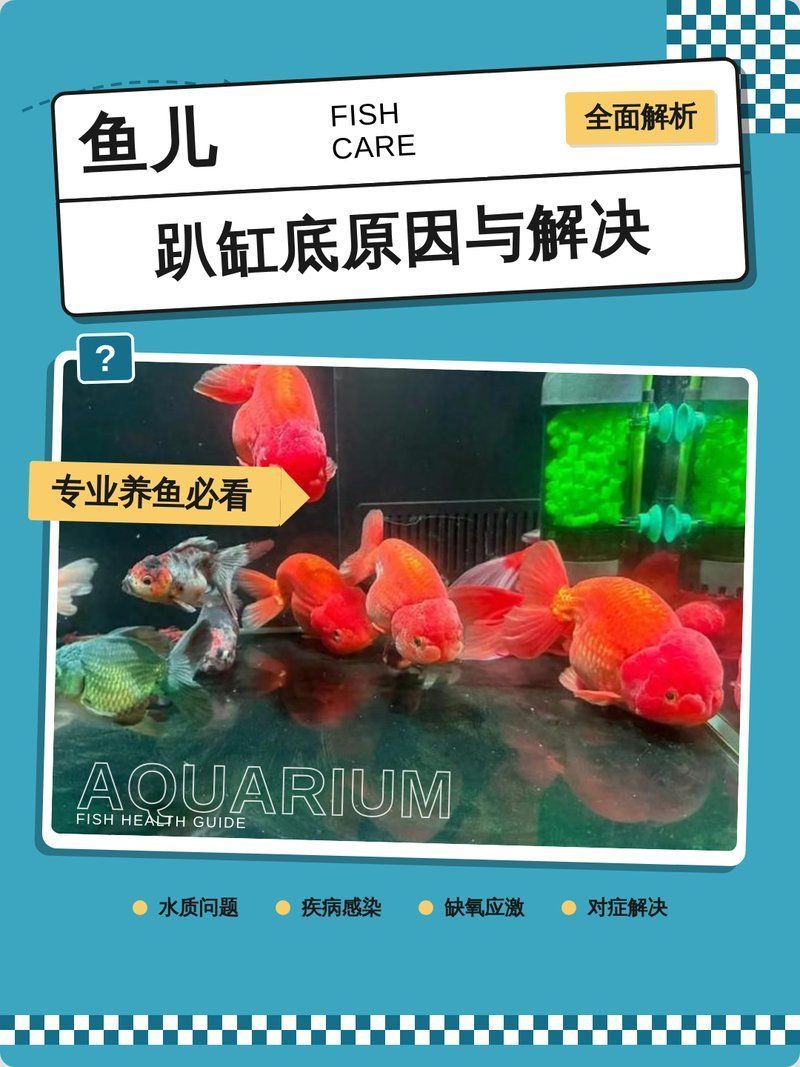 魚兒趴缸底怎么回事，魚兒趴缸底不是小事，可能是它在“求救”