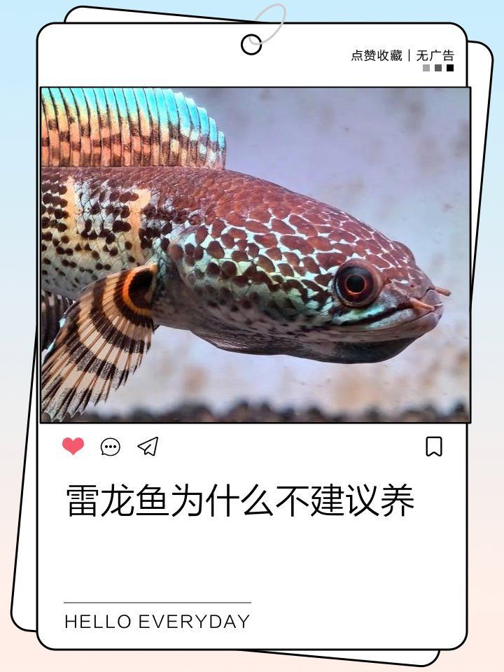 為什么不建議養雷龍魚，關于雷龍魚的幾個誤區