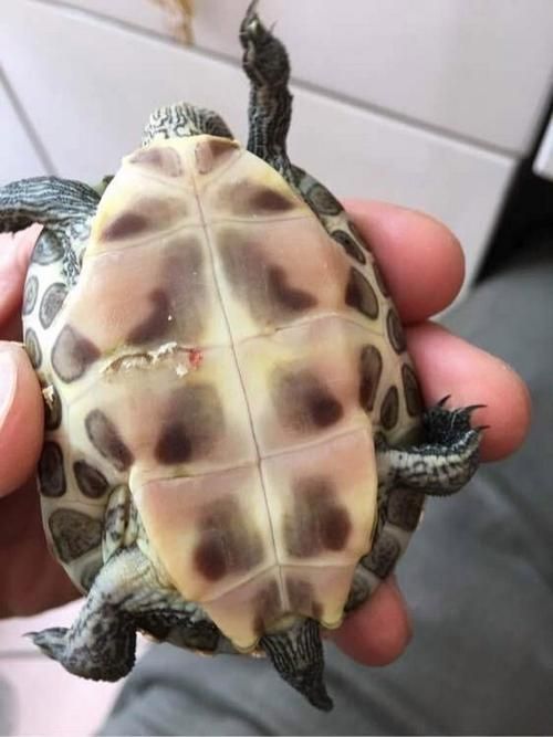 龜增色龍魚疾病預防，增色龍魚疾病預防