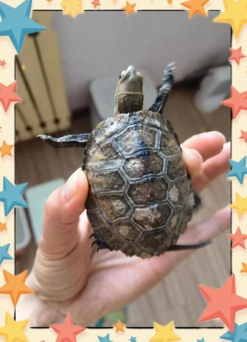 龜增色龍魚疾病預防，增色龍魚疾病預防