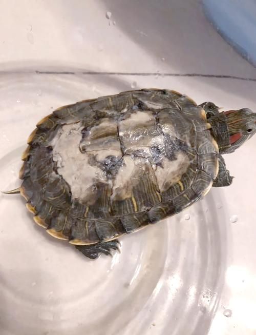 龜增色龍魚疾病預防，增色龍魚疾病預防