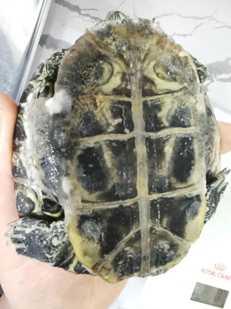 龜增色龍魚疾病預防，增色龍魚疾病預防