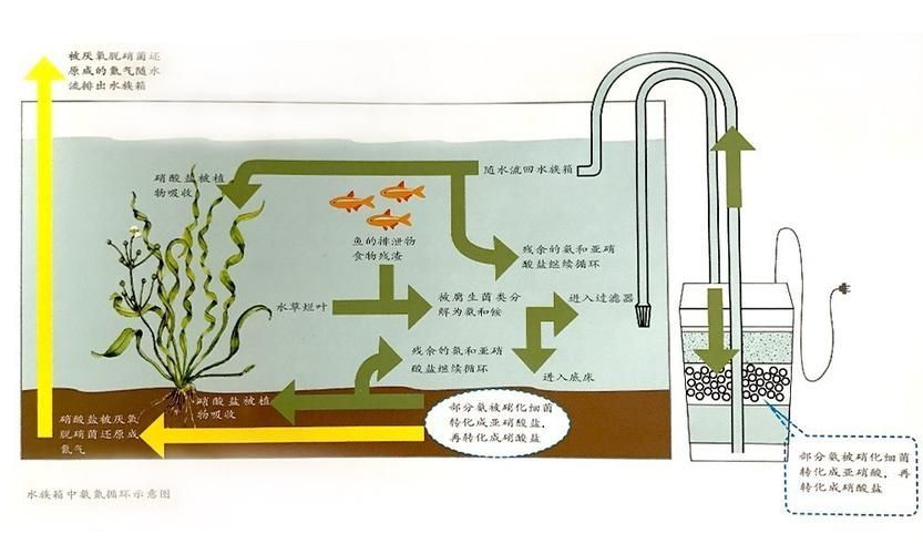 如何判斷自己是否適合養(yǎng)魚，如何判斷自己是否適合養(yǎng)魚——科學(xué)自測(cè)指南（1000字內(nèi)）