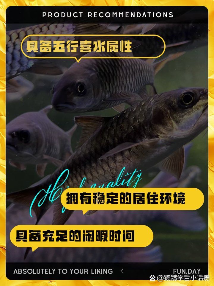 如何判斷自己是否適合養(yǎng)魚，如何判斷自己是否適合養(yǎng)魚——科學(xué)自測(cè)指南（1000字內(nèi)）