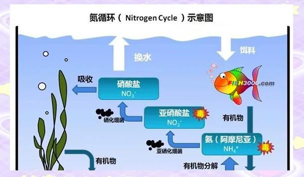 如何判斷自己是否適合養(yǎng)魚，如何判斷自己是否適合養(yǎng)魚——科學(xué)自測(cè)指南（1000字內(nèi)）