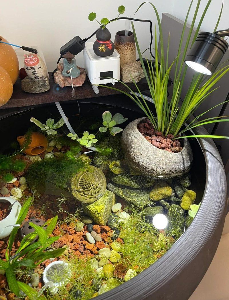 如何判斷自己是否適合養(yǎng)魚，如何判斷自己是否適合養(yǎng)魚——科學(xué)自測(cè)指南（1000字內(nèi)）