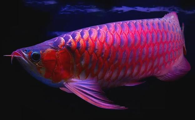 給我一些BTL紅龍魚的圖片，btl紅龍魚價格是多少btl紅龍魚的價格是多少