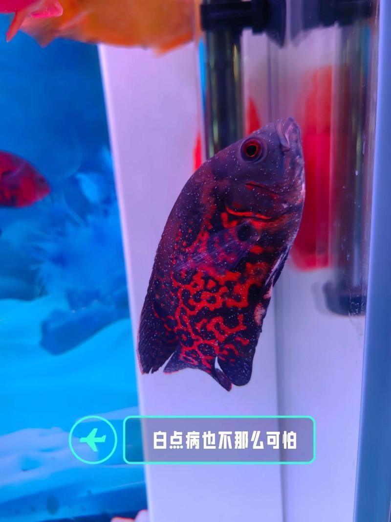 有哪些常見的觀賞魚疾病，關于觀賞魚疾病的一些建議