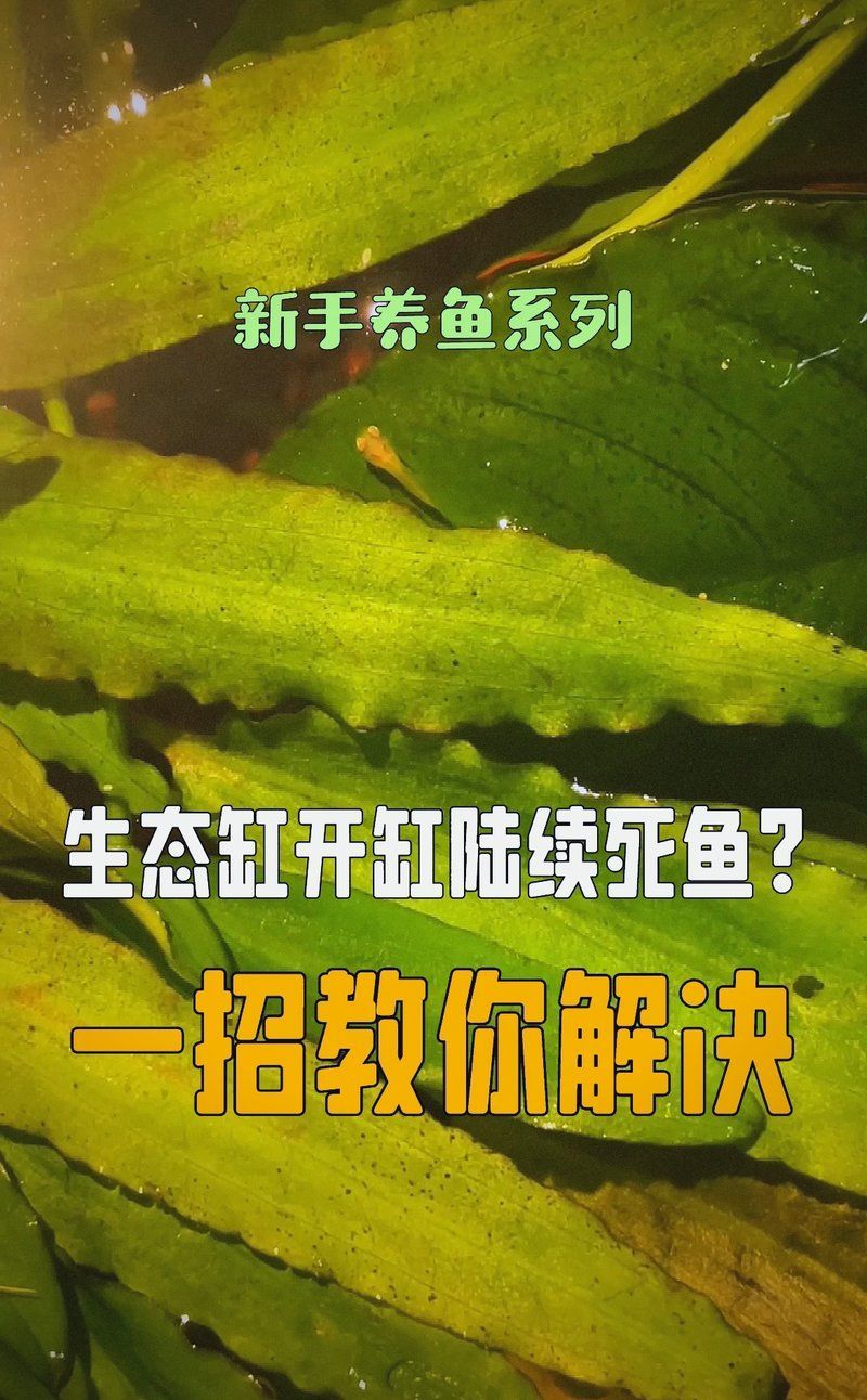 養(yǎng)魚數(shù)量過多會有什么后果，養(yǎng)魚數(shù)量對魚類健康有影響嗎？